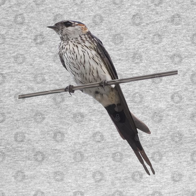 Bird On A Wire Red-Rumped Swallow Vector Art by taiche